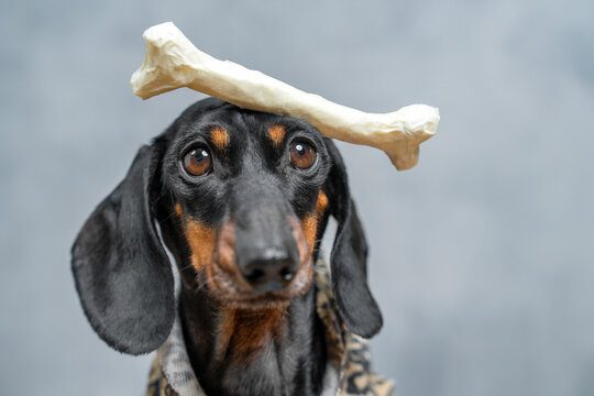 Dachshund dog carefully balancing white dog bone on nose on soft gray blue background, obedient trick training humor portrait concept.