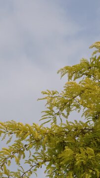 Yellow Autumn Tree Branches Swaying Against a Cloudy Sky in Paris