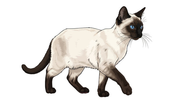 Siamese Cat Walking, Elegant Feline Pet, Blue Eyes, White Body, Dark Points