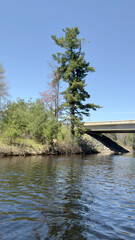 Fototapeta premium Tall pine tree on a riverbank next to a concrete highway bridge overpass crossing calm rippling water under a clear blue sky.