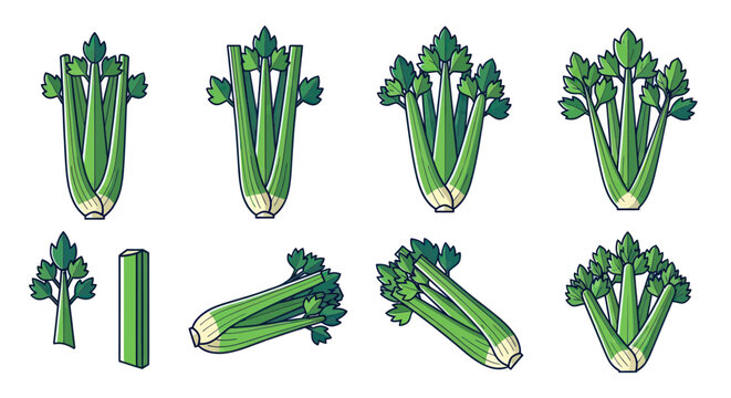 Fresh Celery Stalks Collection Vector Illustration