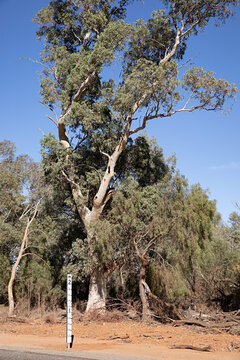 Roadside in outback Australia with dry creek bed, eucalyptus trees and water flood meter
