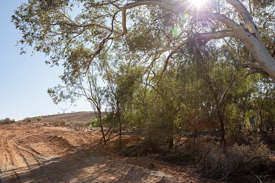 Sunlight filters through eucalyptus trees onto a dusty outback track