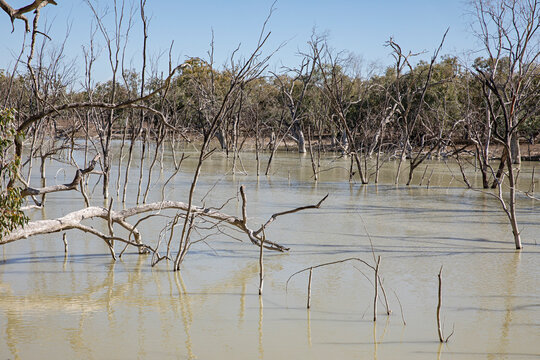 Dry Australian outback landscape at Lake Menindee with a murky water and sparse vegetation