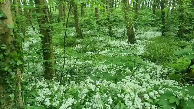 Carpet of aromatic white garlic flowers and lush foliage cover on peaceful woodland forest floor