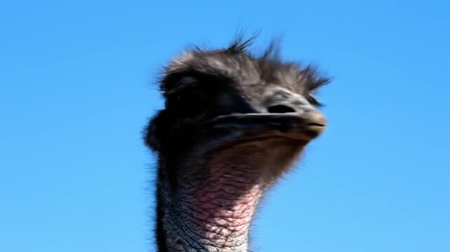 Close up portrait of emu head against blue sky