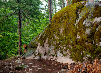 Massive mossy granite boulder on a forest floor surrounded by green trees © Oasis23