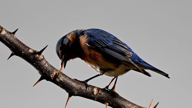 Eastern bluebird perched on a thorny branch in nature