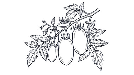 Hand-drawn sketch of Roma tomatoes on a vine with leaves, black and white illustration © mawar