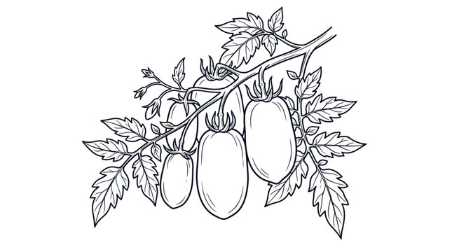 Hand-drawn sketch of Roma tomatoes on a vine with leaves, black and white illustration
