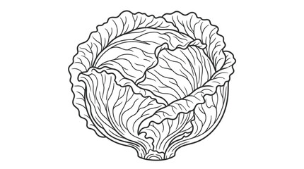 Obraz premium Cabbage illustration, line art drawing, fresh vegetable, healthy food graphic