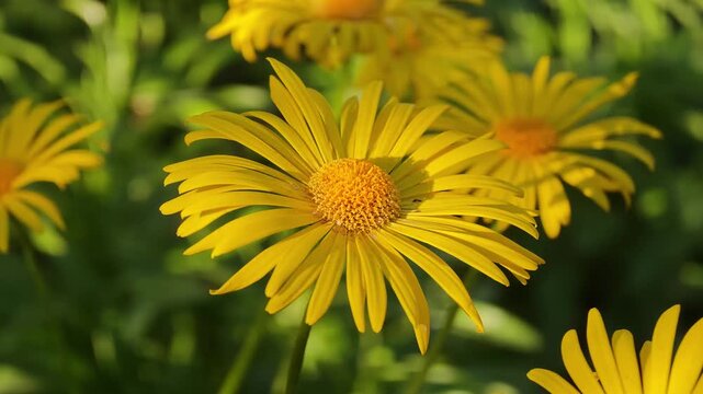 Vibrant yellow Doronicum orientale blossoms, also known as Leopard's Bane, gracefully moving with a light breeze in a sunlit garden, highlighting the delicate beauty of their petals and golden centers