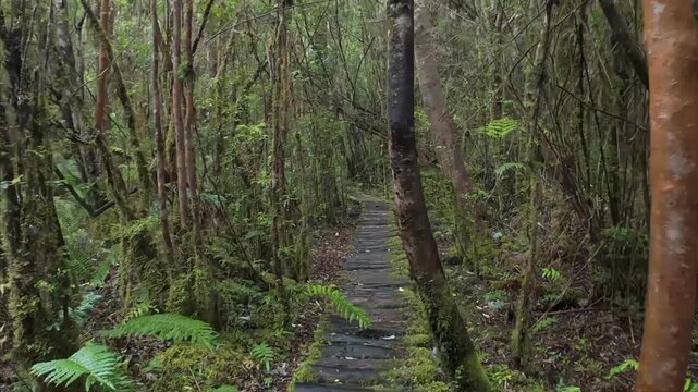 Walking Through Lush Patagonian Rainforest Trail In Southern Chile
