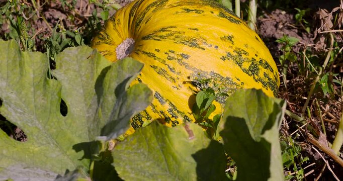 Striped pumpkin on fertile soil, ripe pumpkin is found in dense thickets of foliage in a farmer's field during the harvest season in autumn.