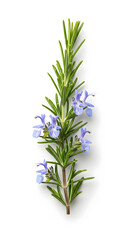 Fototapeta premium Fresh Rosemary Herb with Blue Flowers for Cooking and Aromatherapy.