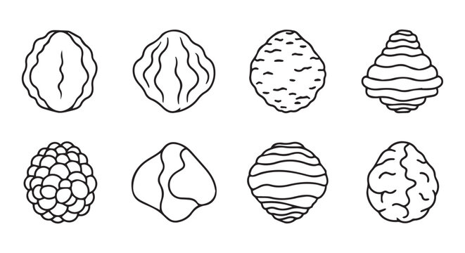 Collection of eight diverse nuts in outline illustration style with brazil nut food art line art botanical illustration collection different textures hazelnut pistachio macadamia component