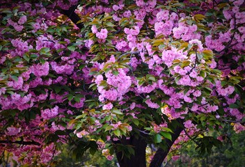 Fototapeta premium Lush full bloom of pink Japanese cherry sakura tree, heavy clusters of soft pastel pink spring flowers paired with vibrant new green leaves
