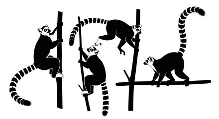 Ring-tailed Lemurs Climbing Bamboo Poles, Silhouette Illustration © Kali