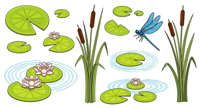 Pond Life: Water Lilies, Cattails, Dragonflies, and Lily Pads Illustration