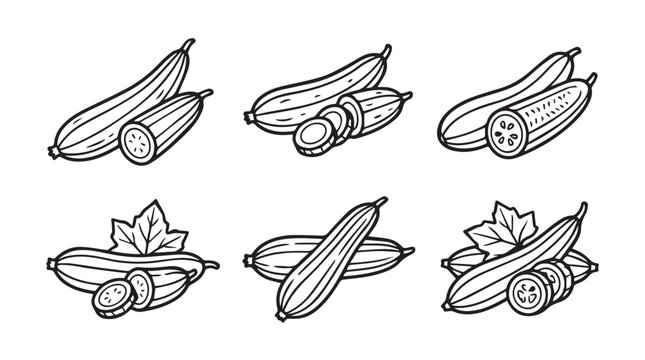 Set of luffa gourd illustrations with ridge gourd cross section line art vegetable botanical ingredient ripening collection illustration