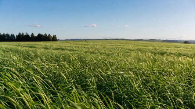 ryegrass. Vast meadow of lush perennial ryegrass under clear sky with gentle wind. gardening catalogs, home-decor guides, designed for home decor and floral branding, used by architects.