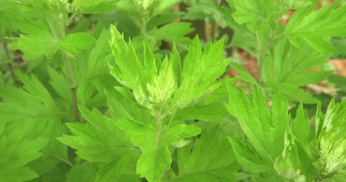Mugwort Plant Leaves Growing in a Garden