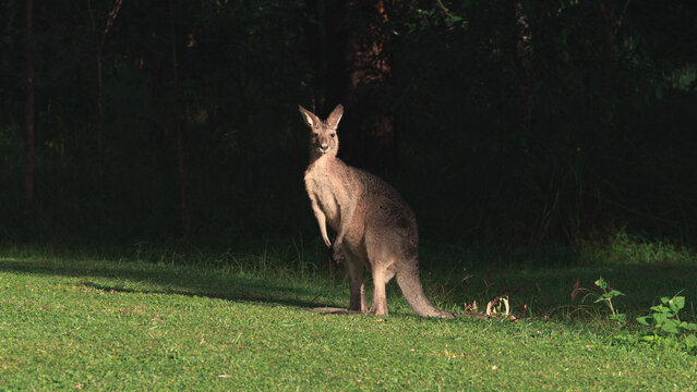 Alert kangaroo standing in Australian bush at golden hour
