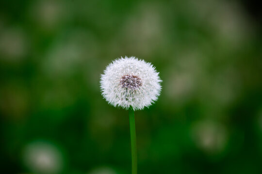 dandelion on green background