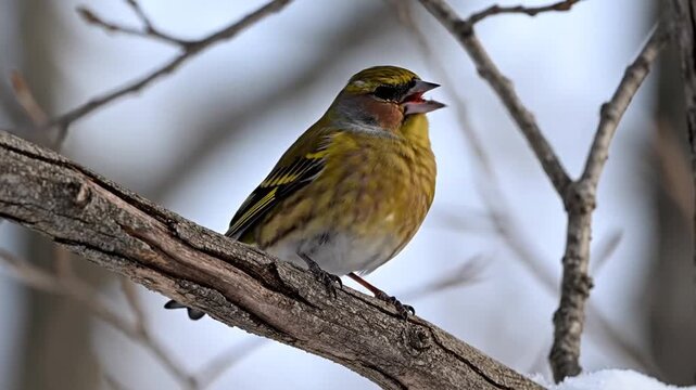 Small yellow finch perched on snowy tree branch in winter