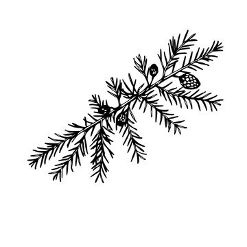 Vintage ink sketch of a cedar branch with small cones, botanical engraving style, white background. set with simple line art design featuring line art, illustrations, graphic resources with vector ...