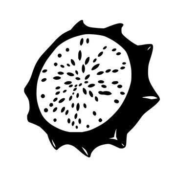 Dragon fruit set with half cut revealing seeds featuring seed detail, exotic fruit, graphic style with solid black lines and white background