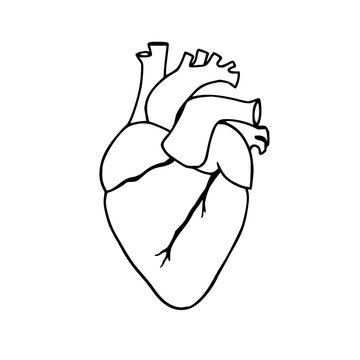 Abstract line art of a human heart, anatomical minimalist style, black ink, white background. set with simple line art design featuring sketches, drawings, vector graphics with minimalist and simpl...