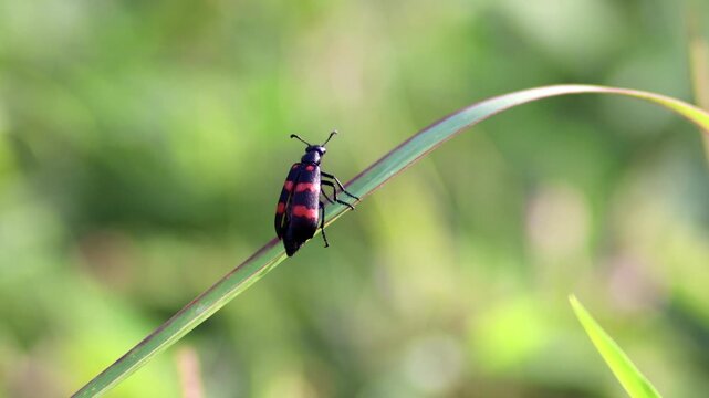 Macro shot of a bright black and red Poisonous Blister Beetle, Mylabris pustulata