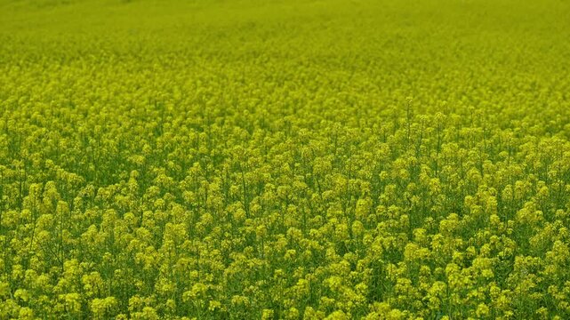 Yellow flower field background, spring blooming rapeseed field, natural texture landscape