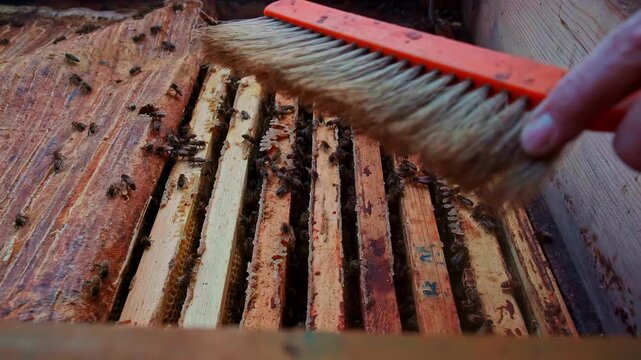Beekeeper gently brushing bees from wooden hive frames during inspection work
