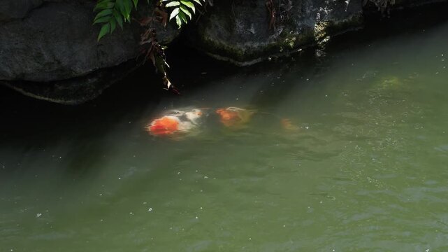 Single orange black and white koi fish swimming in murky pond beside mossy rock wall Japanese garden Japan