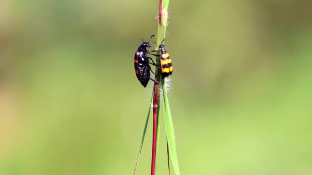 Macro shot of a bright black and red Poisonous Blister Beetle, Mylabris pustulata