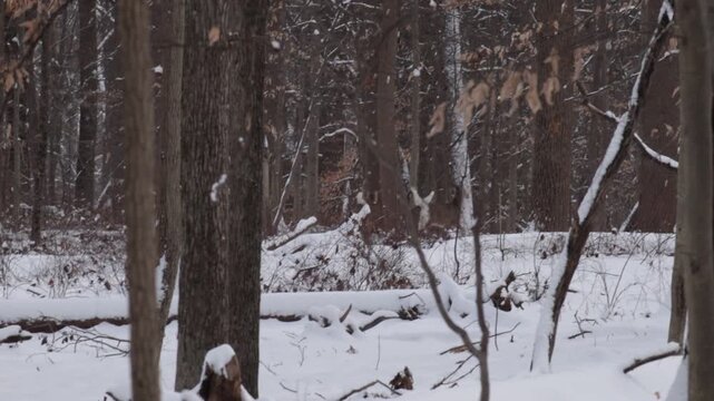Group of white tailed deer bounding away in the woods in winter with snow on the ground