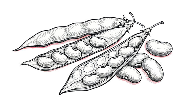 Hand-drawn illustration of fresh green beans in pods with scattered beans