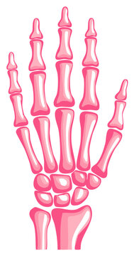 Pink Human Hand Skeleton Anatomy Medical Illustration Study