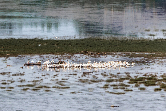 American white pelicans gathered in a flooded wetland along the Mississippi River backwaters near Dubuque, Iowa during spring migration