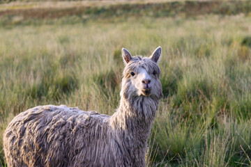 Fototapeta premium Suri alpaca grazing in high Andean valleys for alpaca wool production