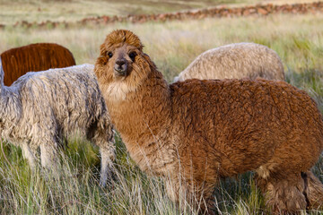 Fototapeta premium Brown Huacaya alpaca grazing in high Andean valleys for alpaca wool production
