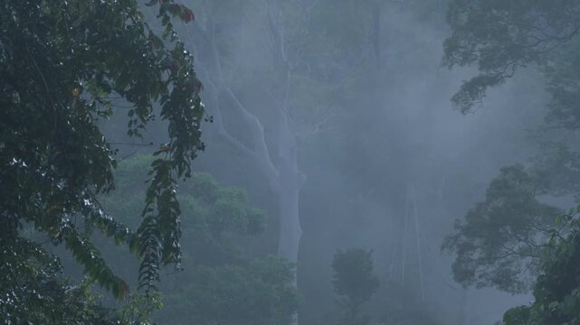A lush misty tropical rainforest environment. The foreground is dominated by large tree and layer of mist or low clouds hanging among the trees in the background.