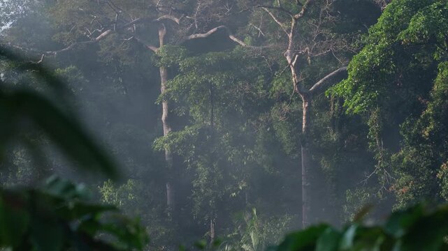 Misty rainforest with beams of sunlight filtering through the dense canopy and vines hanging from the trees. Climate change and natural phenomenon concept.