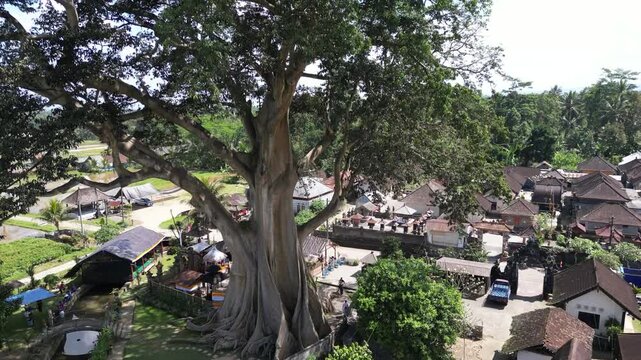 Drone aerial view of the Kayu Putih Giant Tree near Ubud in Bali, Indonesia featuring the sacred Bayan Ancient Tree and traditional Balinese temple surrounded by tropical forest.