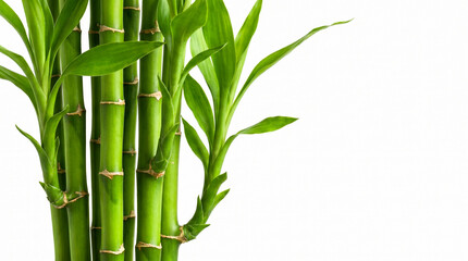 Fototapeta premium Close-up shot of vibrant green bamboo stalks with lush leaves against a plain white background