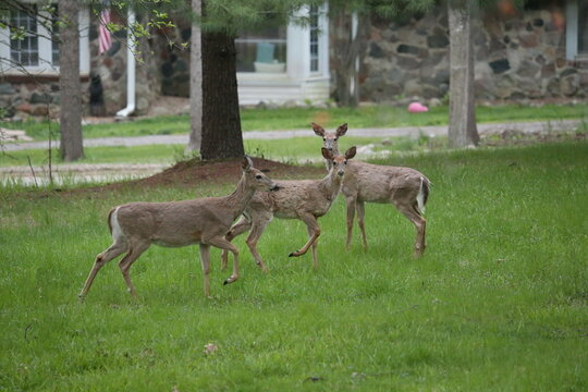 3 leg deer