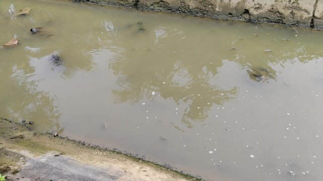 A group of tilapia fish that appeared on the surface of the river water that was starting to dry up ,were surprised by the sudden splash of water that fell.