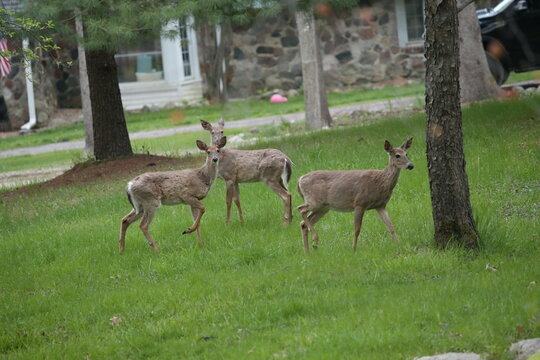 3 leg deer